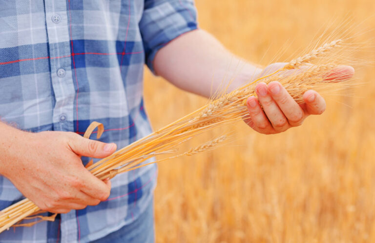 Landwirt hält Getreide in der Hand