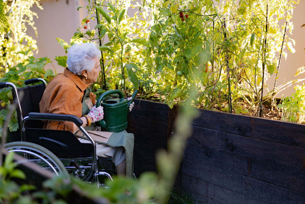 Seniorin im Rollstuhl gießt Tomaten im Hochbeet